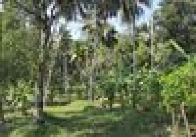 Coconut land for sale in Kurunegala