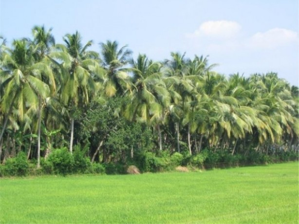 Land for sale in  Kuliyapitiya