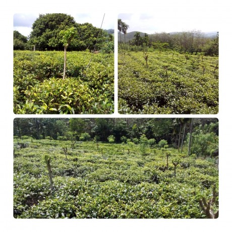 Tea and Rubber Land for Sale-Eheliyagoda