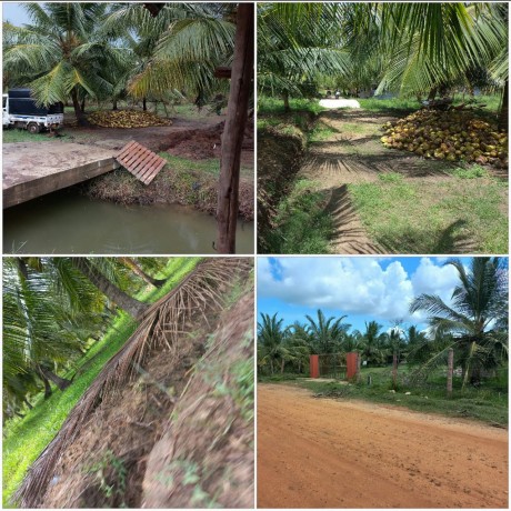 Coconut Estate for Sale Puttalam