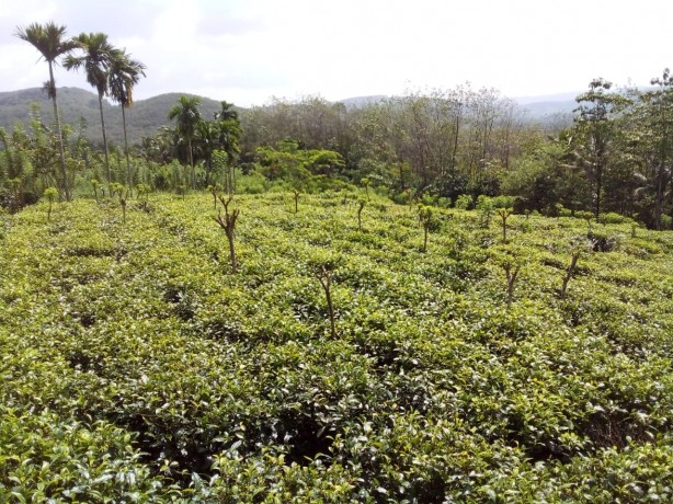 Tea and Rubber Land for Sale-Eheliyagoda