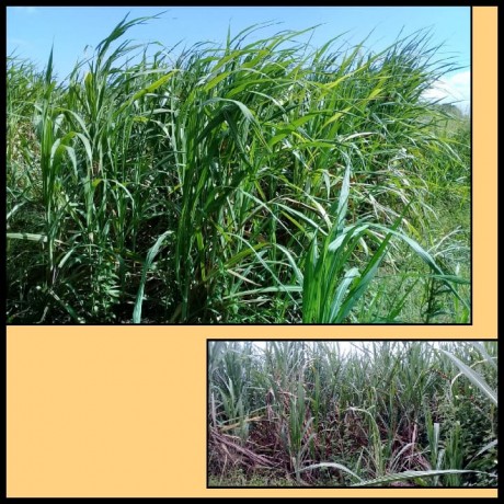 Sugarcane land for sale (4 acres) - Sevanagala