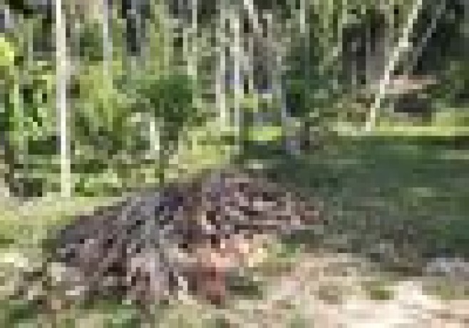 Coconut land for sale in Kurunegala