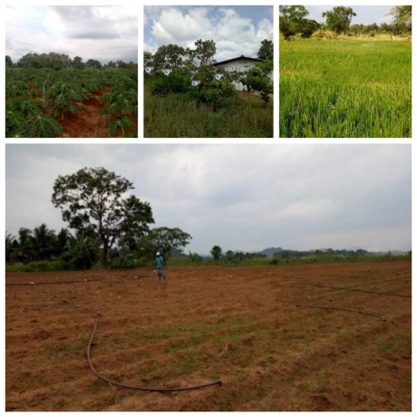 Polonnaruwa Agricultural Land with a small house for sale