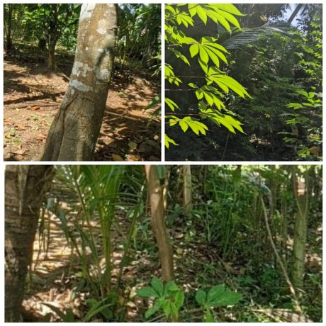 Land For Sale In Kosgama