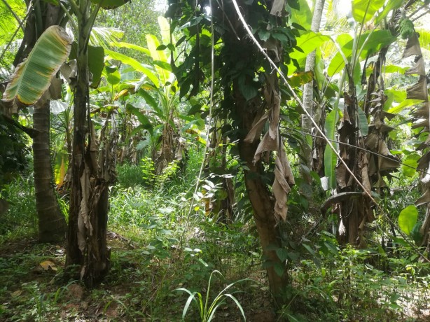 Land For Sale In Pallewela