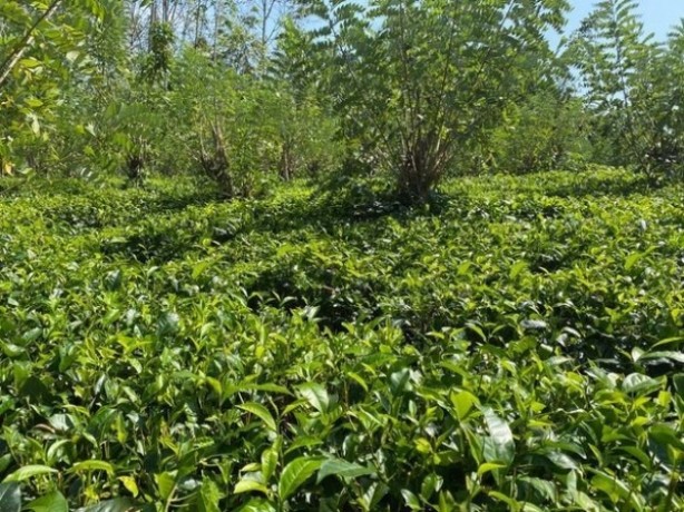 Tea Land for Sale in Padukka